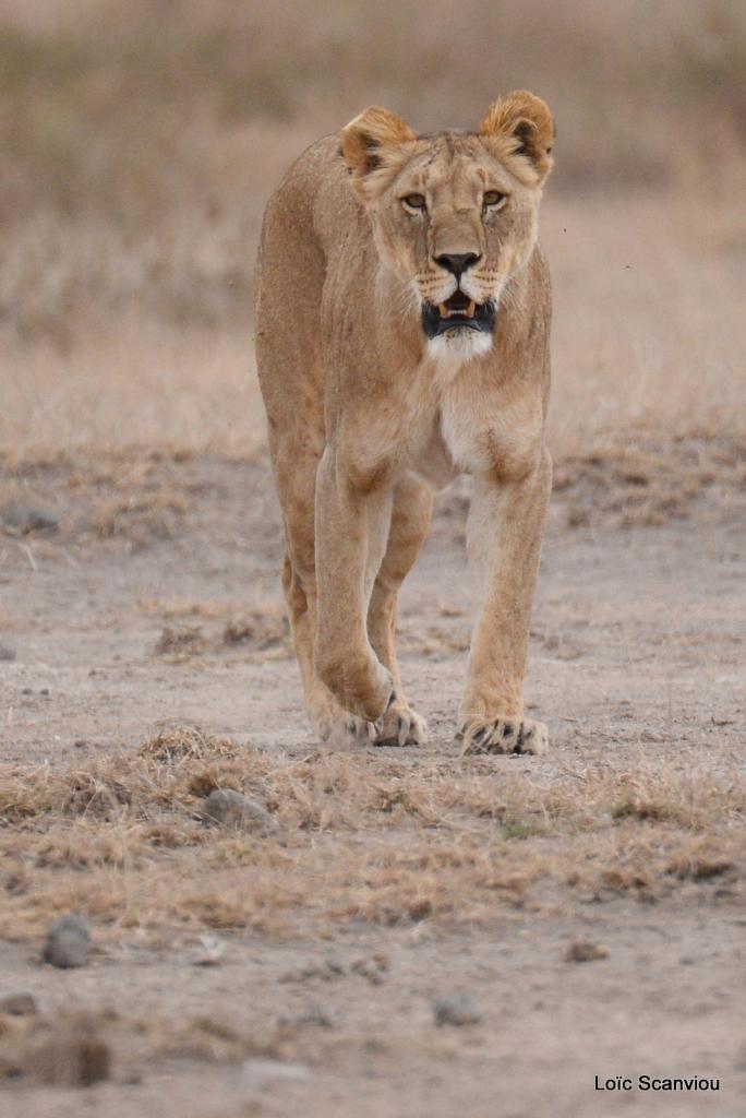 Lion (15)