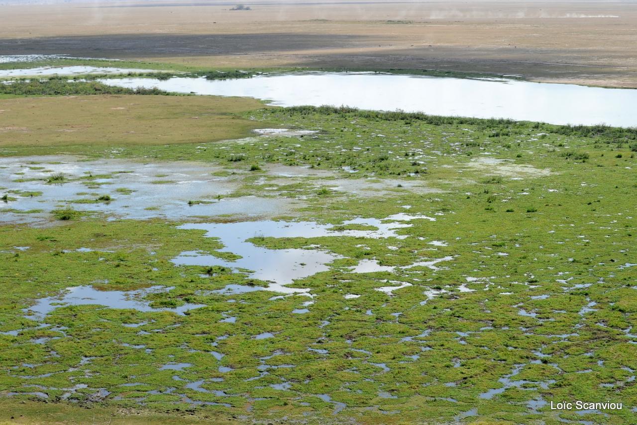 Amboseli (13)