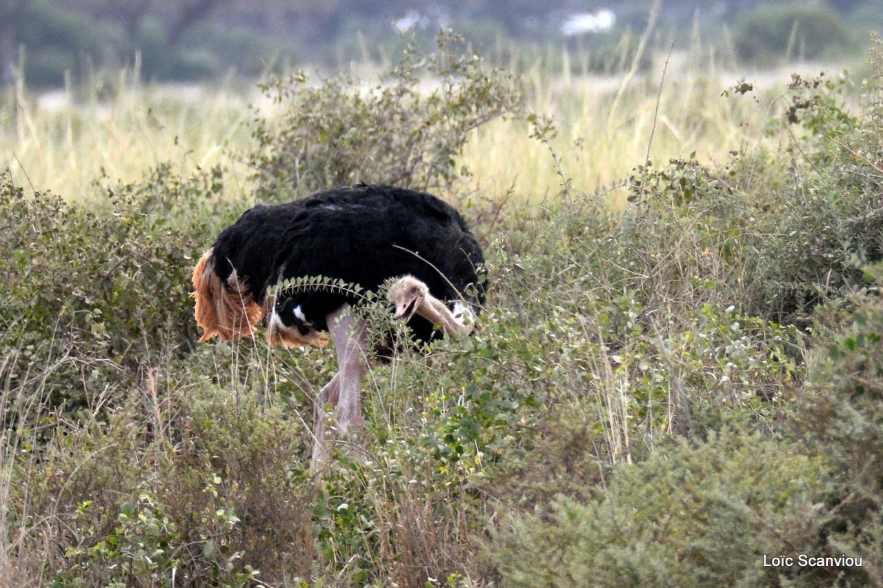 Autruche/Ostrich (1)