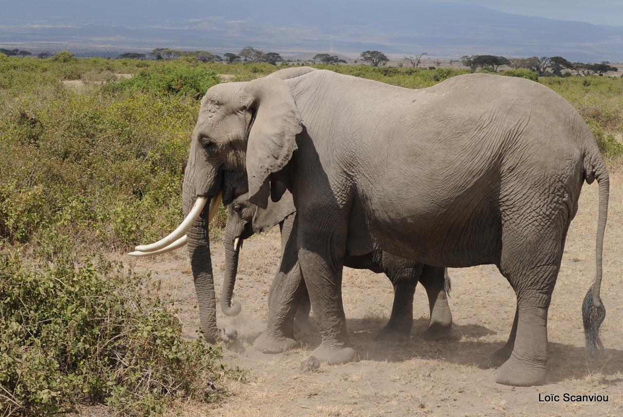 Eléphant (60)
