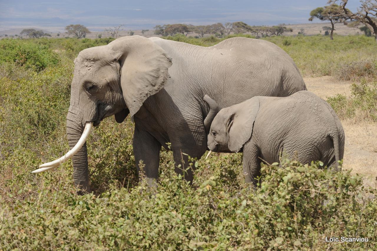 Eléphant (61)