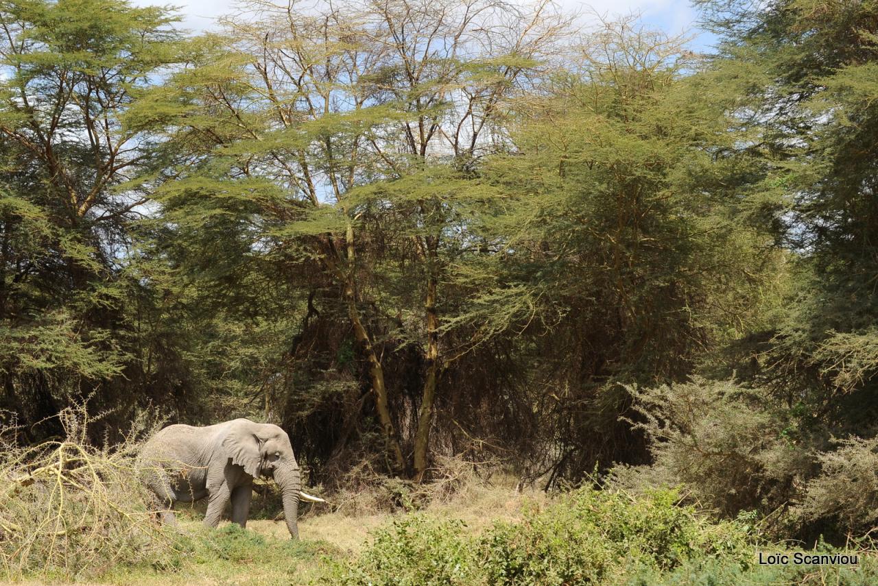 Eléphant (62)