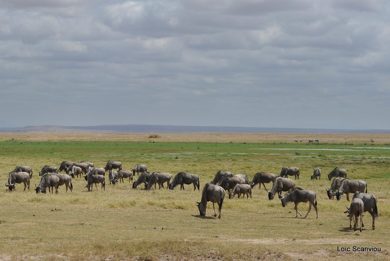 Gnou/Wildebeest (3)