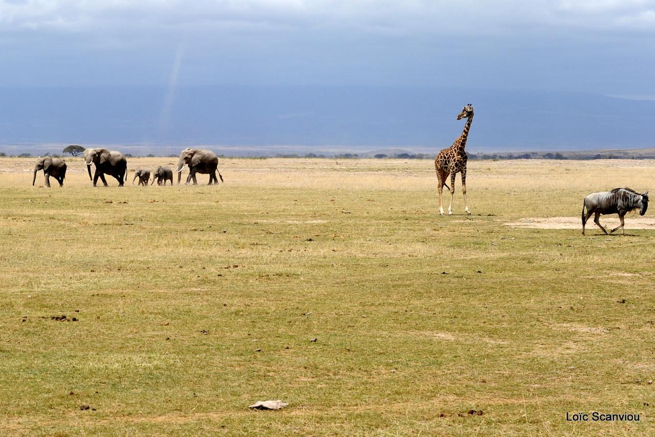 Eléphant, girafe et gnou (1)
