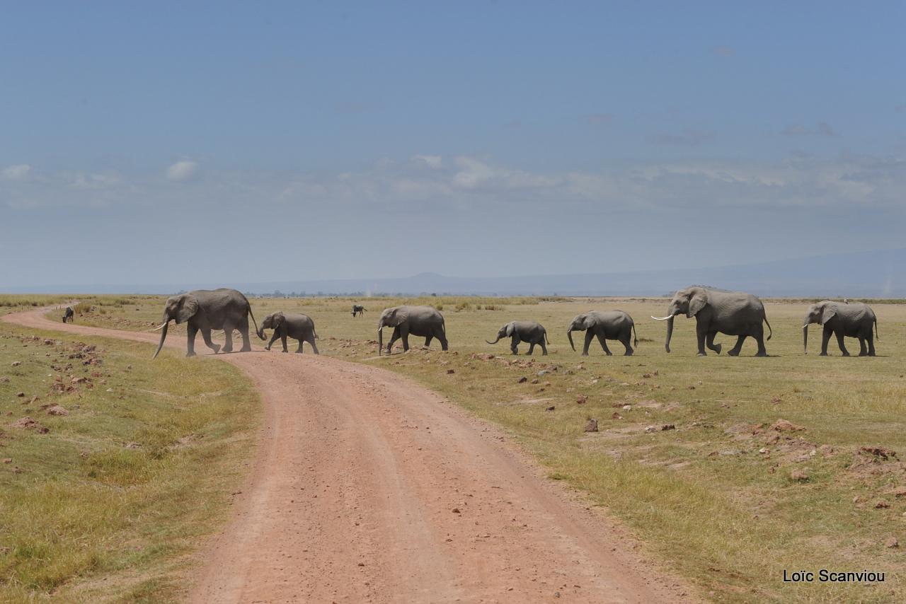 Eléphant (65)