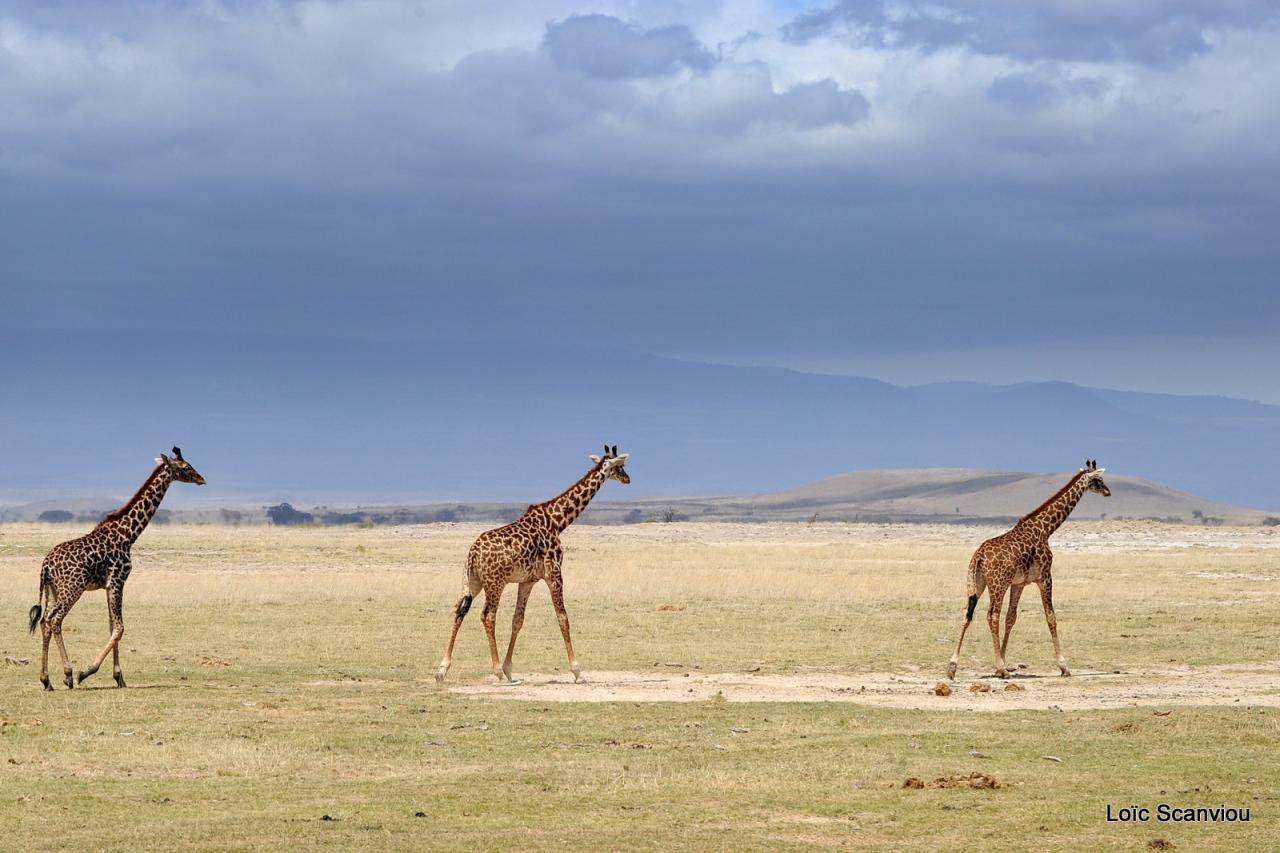 Girafe/Giraffe (3)