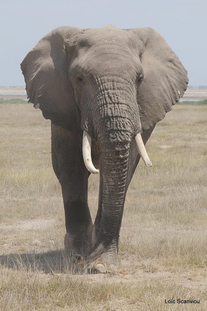 Eléphant (66)