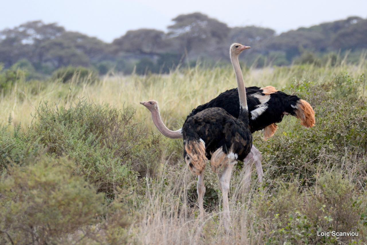 Autruche/Ostrich (2)