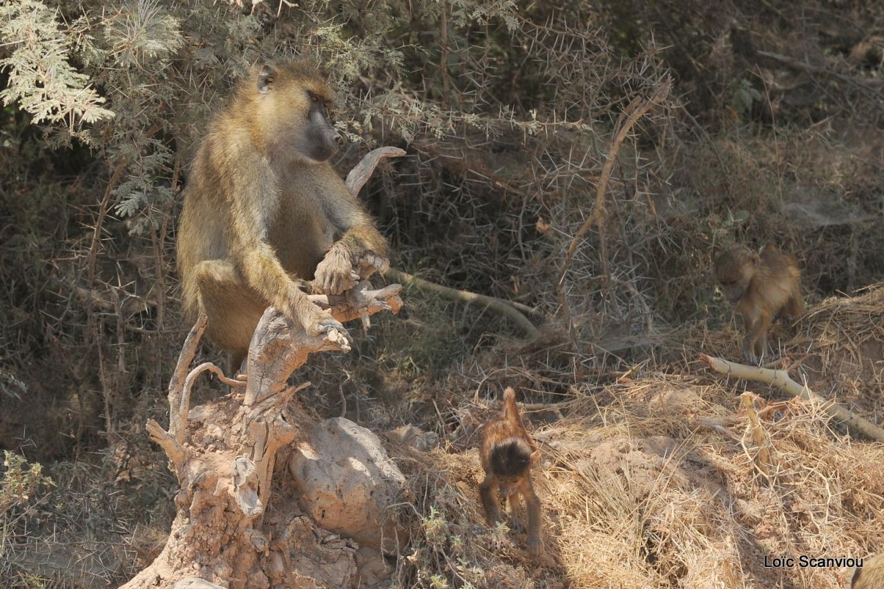 Babouin/Baboon (5)