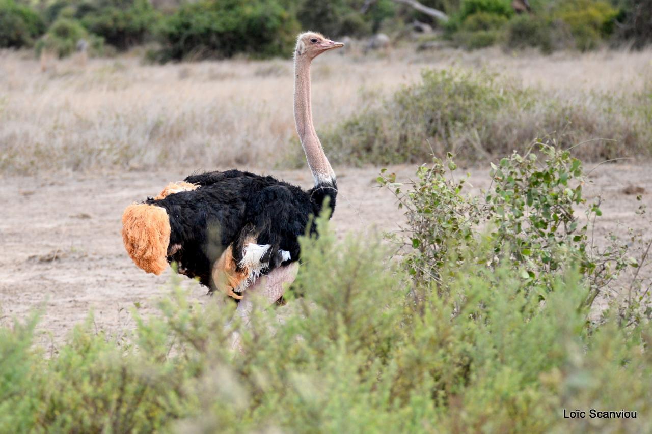 Autruche/Ostrich (3)