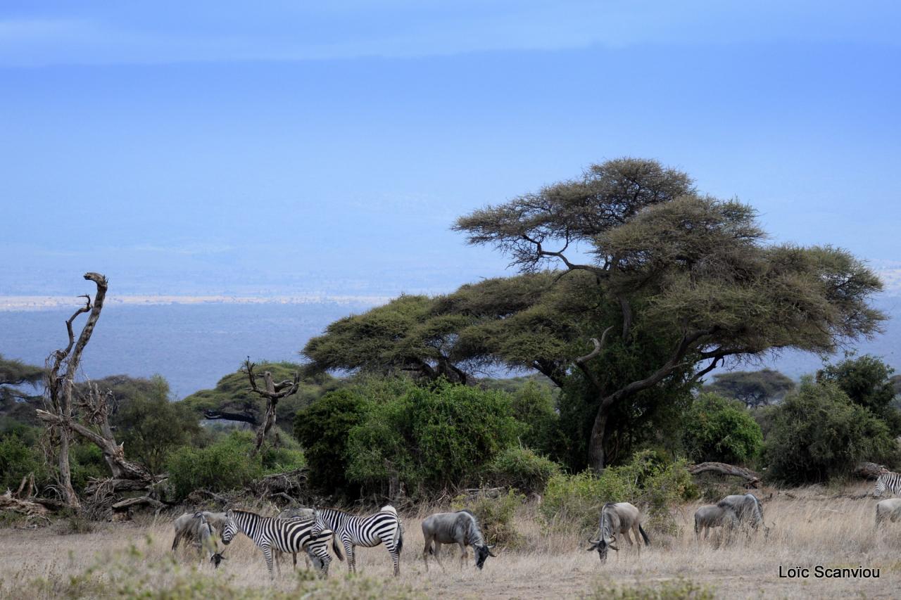 Amboseli 2016 (25)