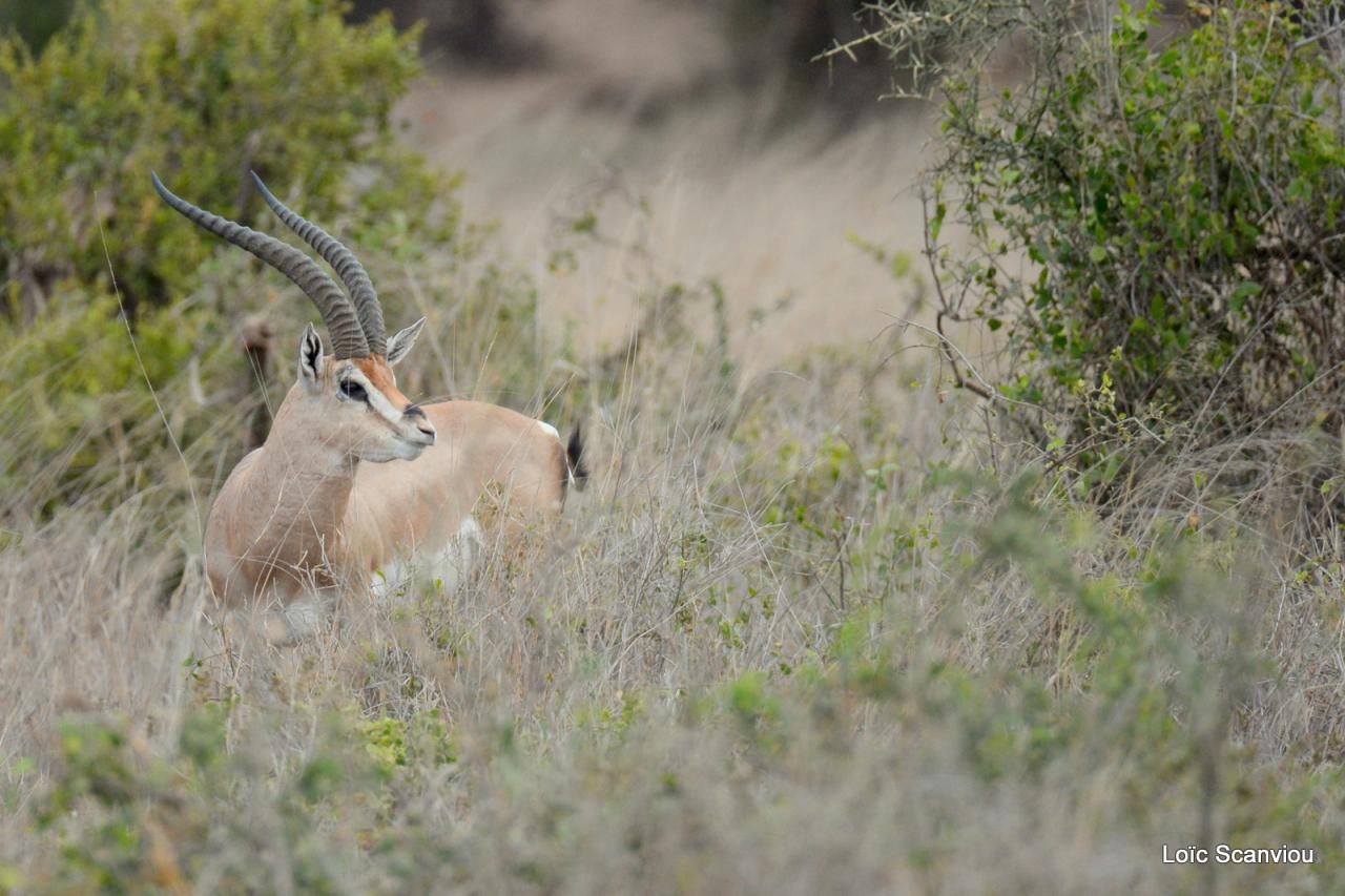 Gazelle de Grant (1)