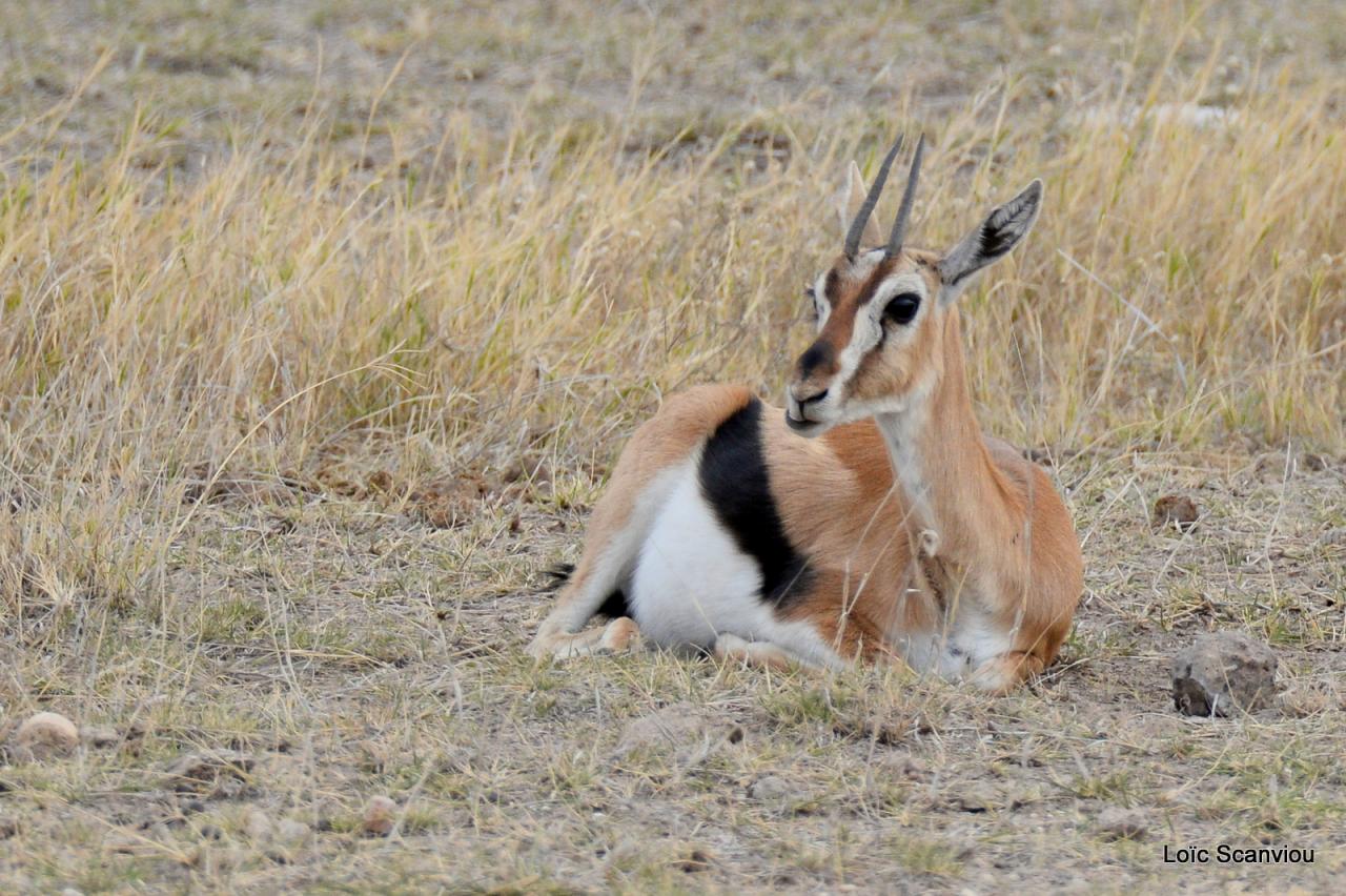 Gazelle de Thomson (1)