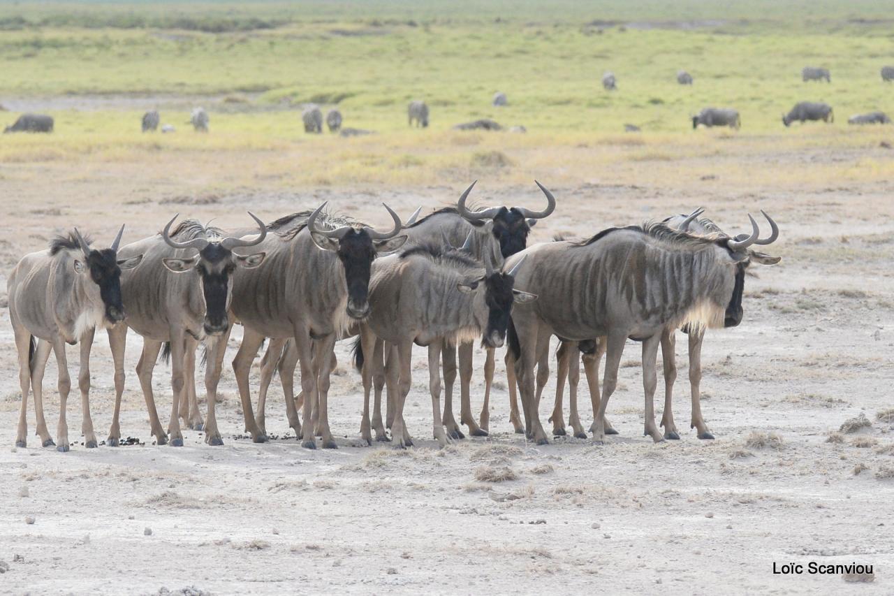 Gnou/Wildebeest (1)