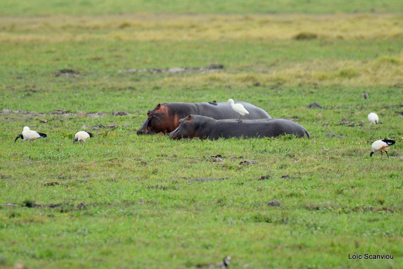 Hippopotame/Hippopotamus (1)