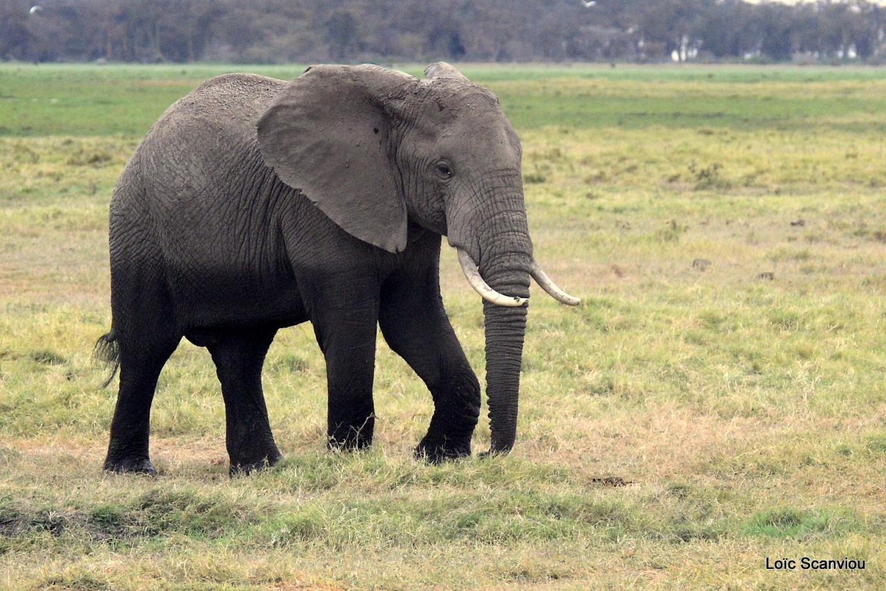 Eléphant (1)
