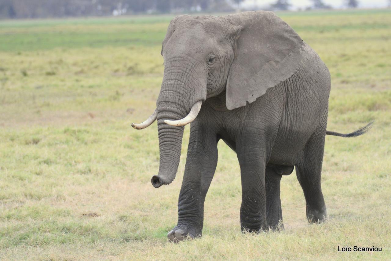 Eléphant (2)