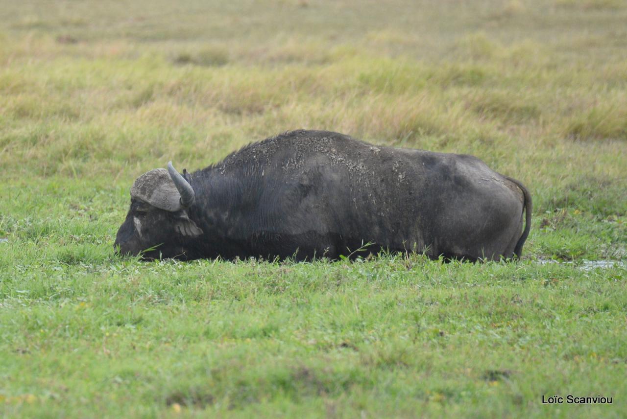 Buffle du Cap/Cape Buffalo (1)