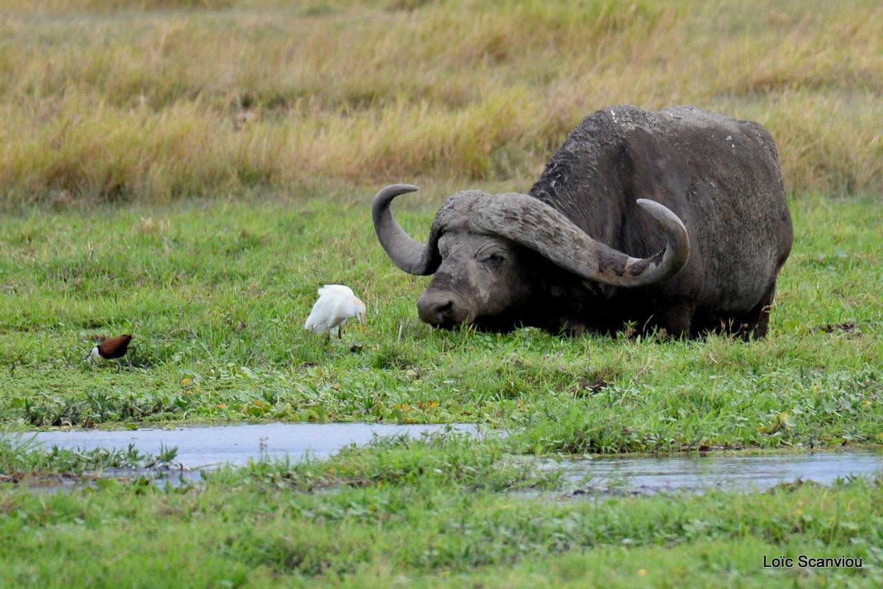 Buffle du Cap/Cape Buffalo (2)
