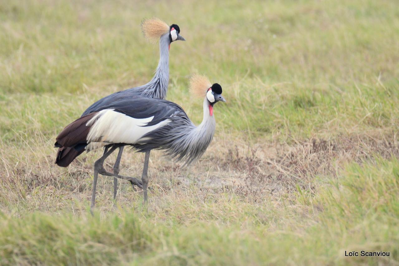 Grue couronnée/Grey-crowned Crane (1)