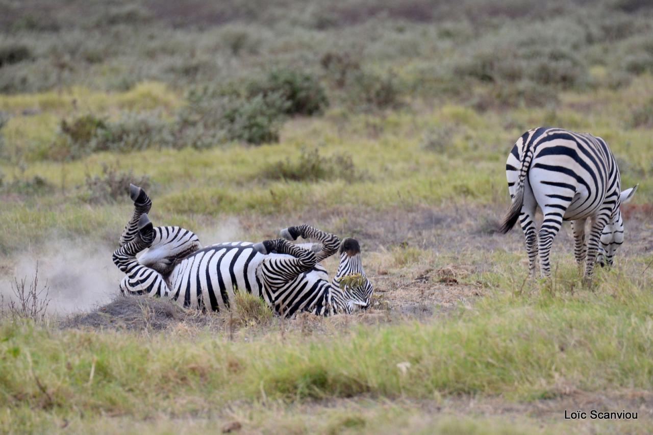 Zèbre/Zebra (1)