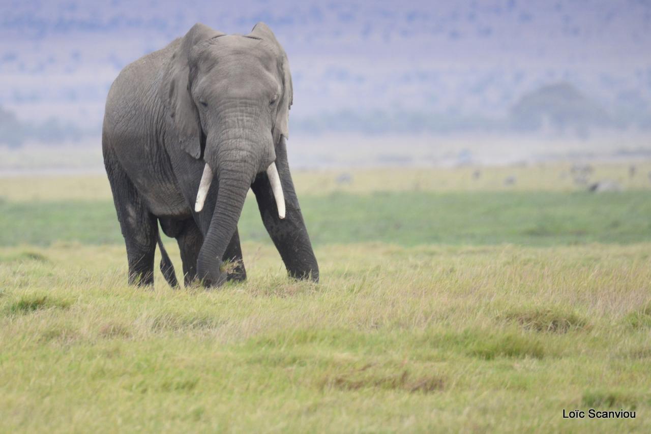 Eléphant (3)