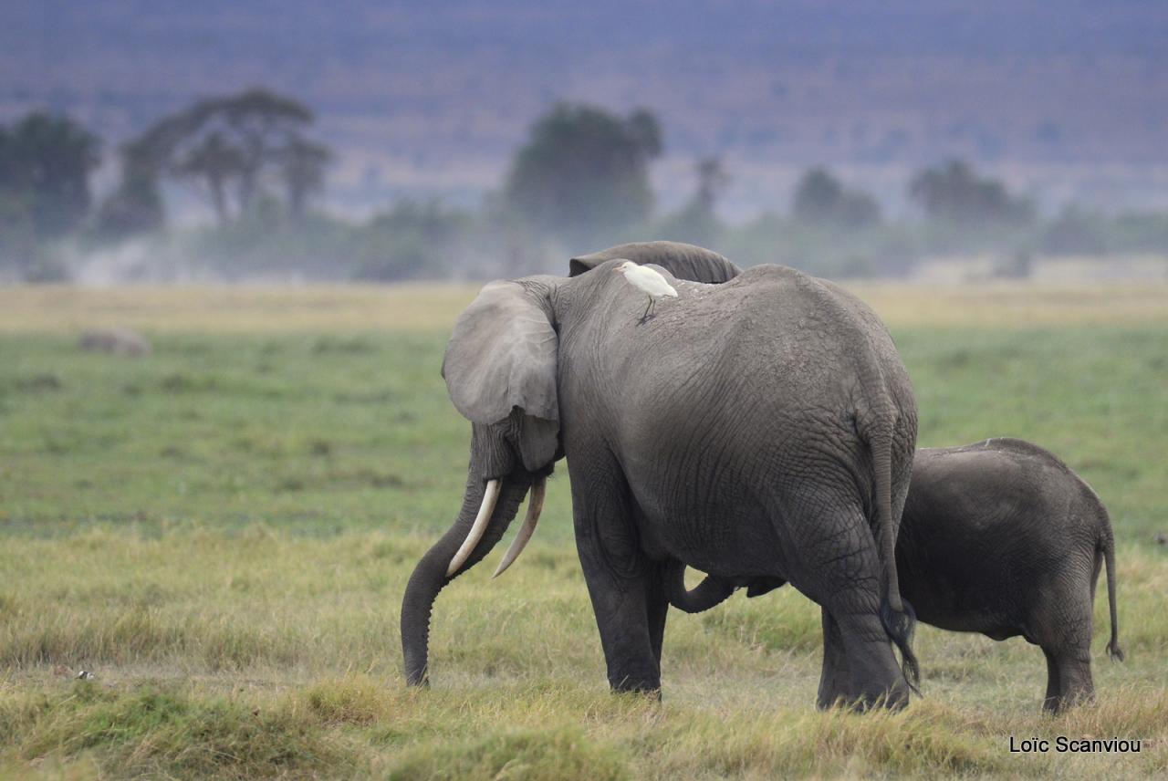 Eléphant (4)