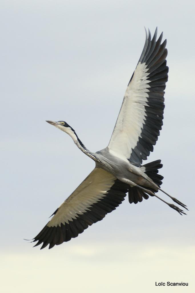 Héron mélanocéphale/Blac-headed Heron (1)