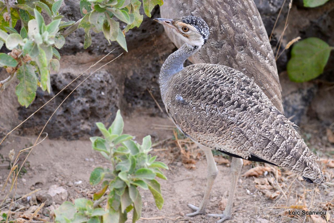 Outarde/Bustard (1)