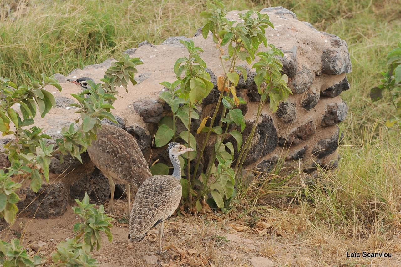 Outarde/Bustard (1)