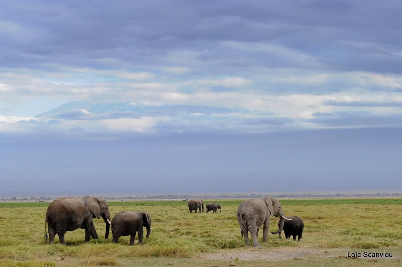 Eléphant (6)