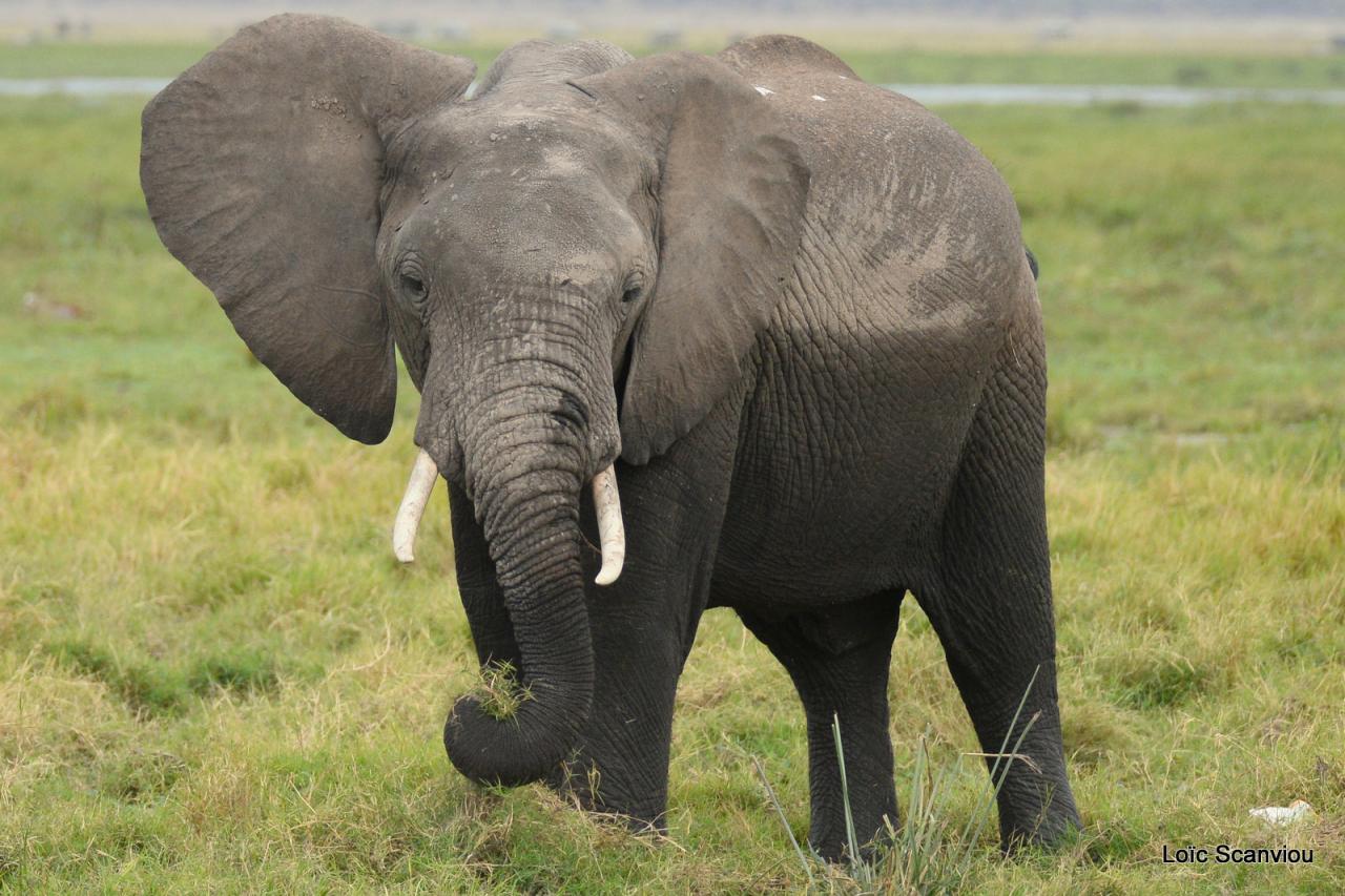 Eléphant (7)