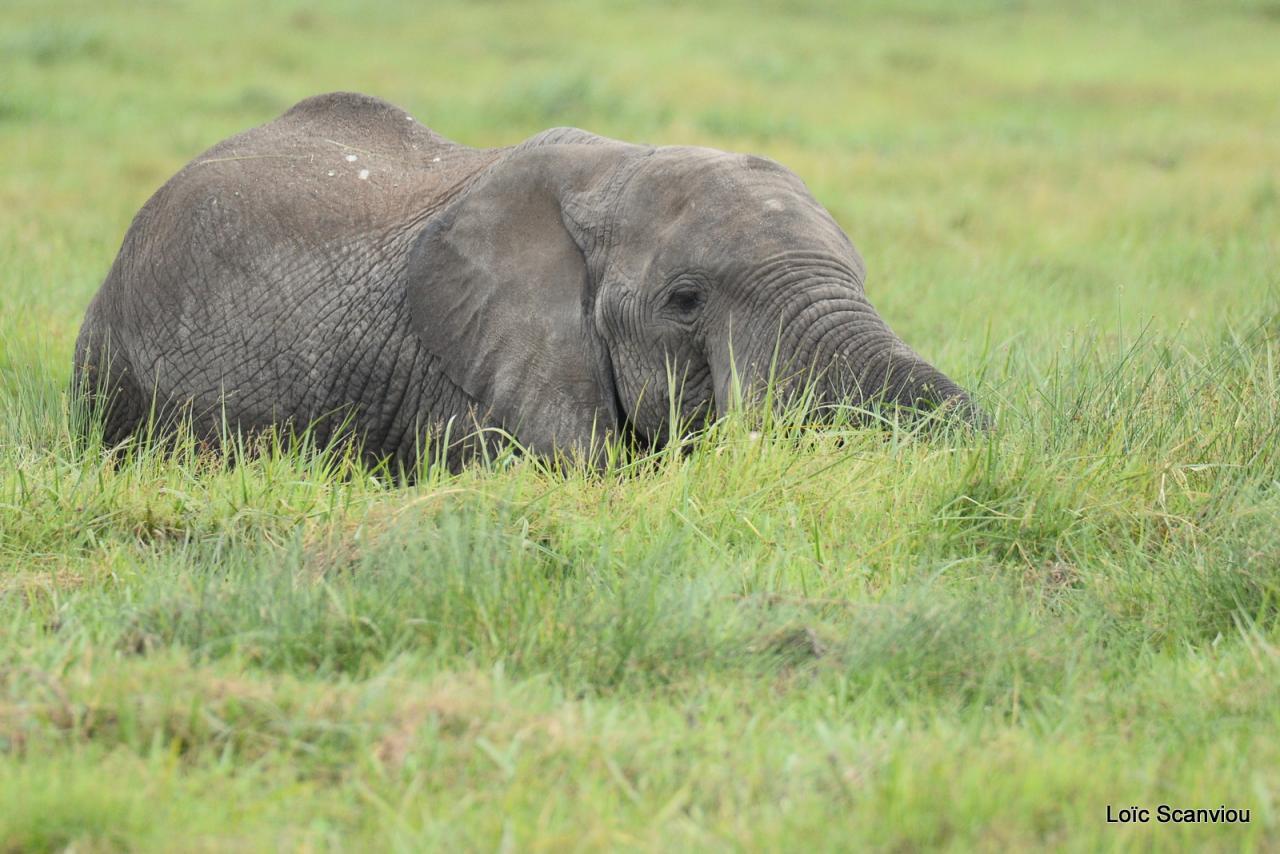 Eléphant (8)