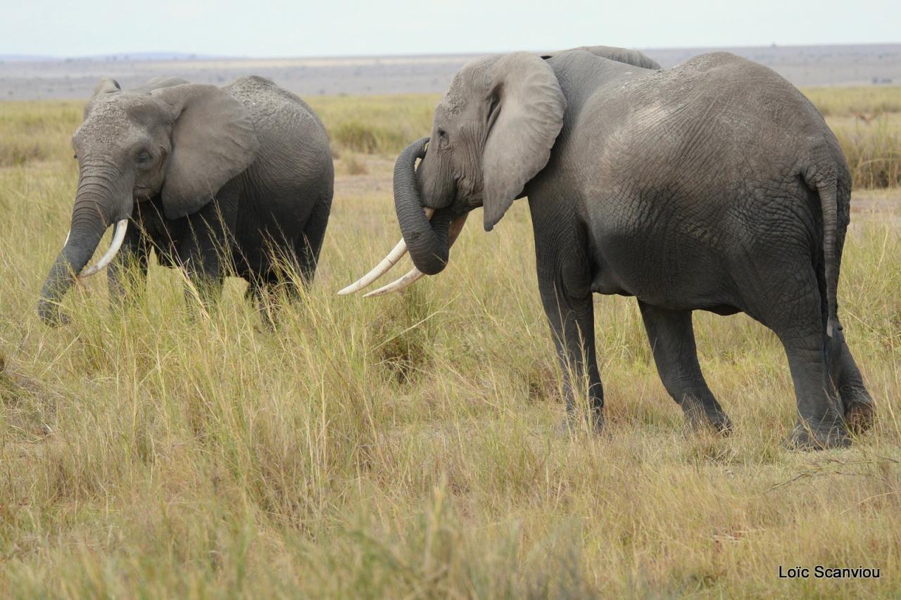 Eléphant (11)