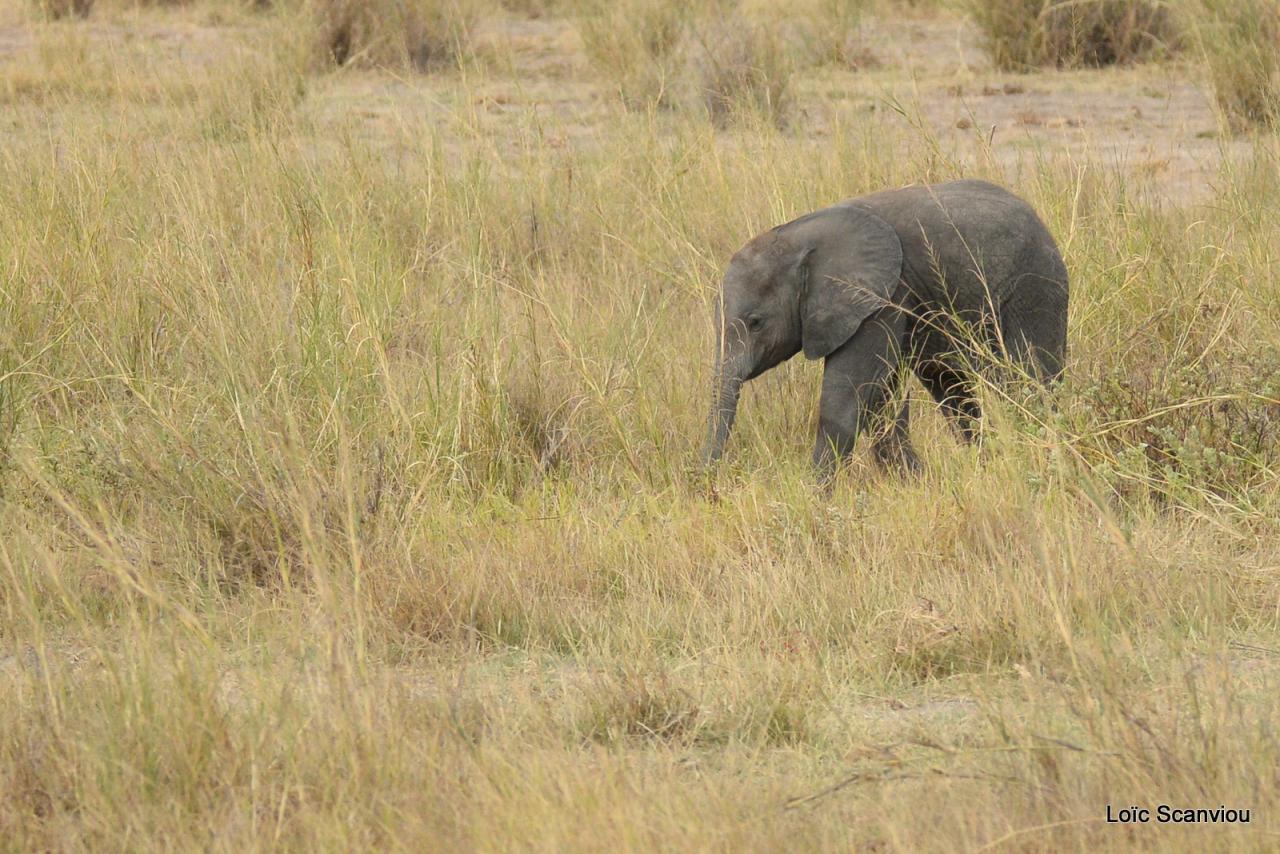 Eléphant (12)
