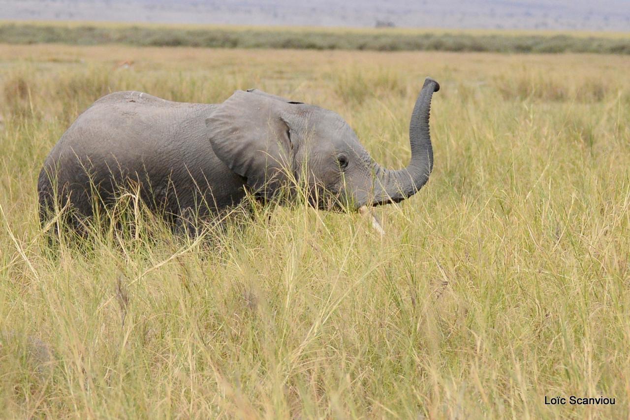Eléphant (13)