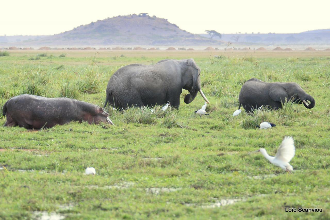 Eléphant et hippopotame (1)