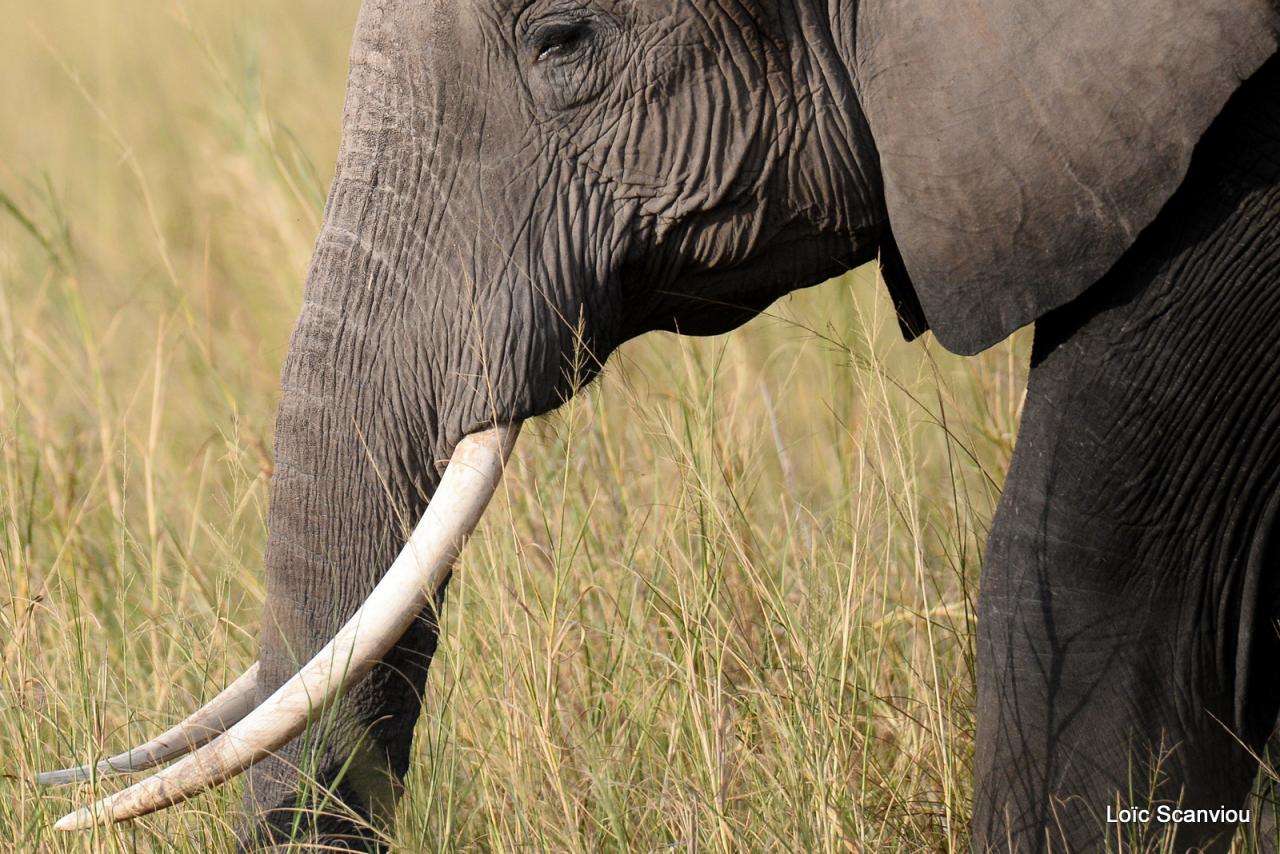 Eléphant (22)