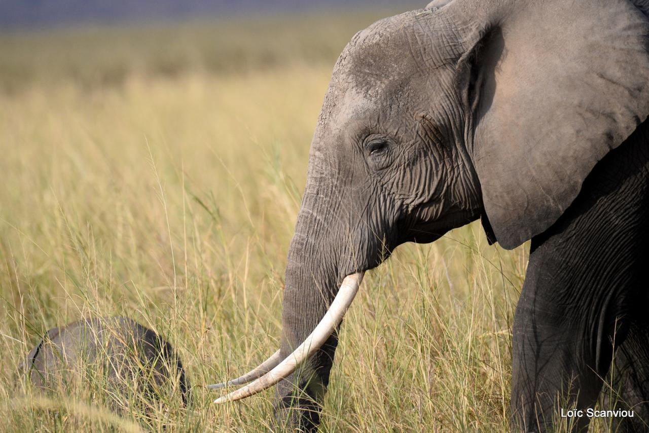 Eléphant (23)