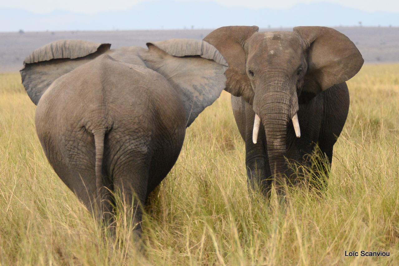 Eléphant (24)