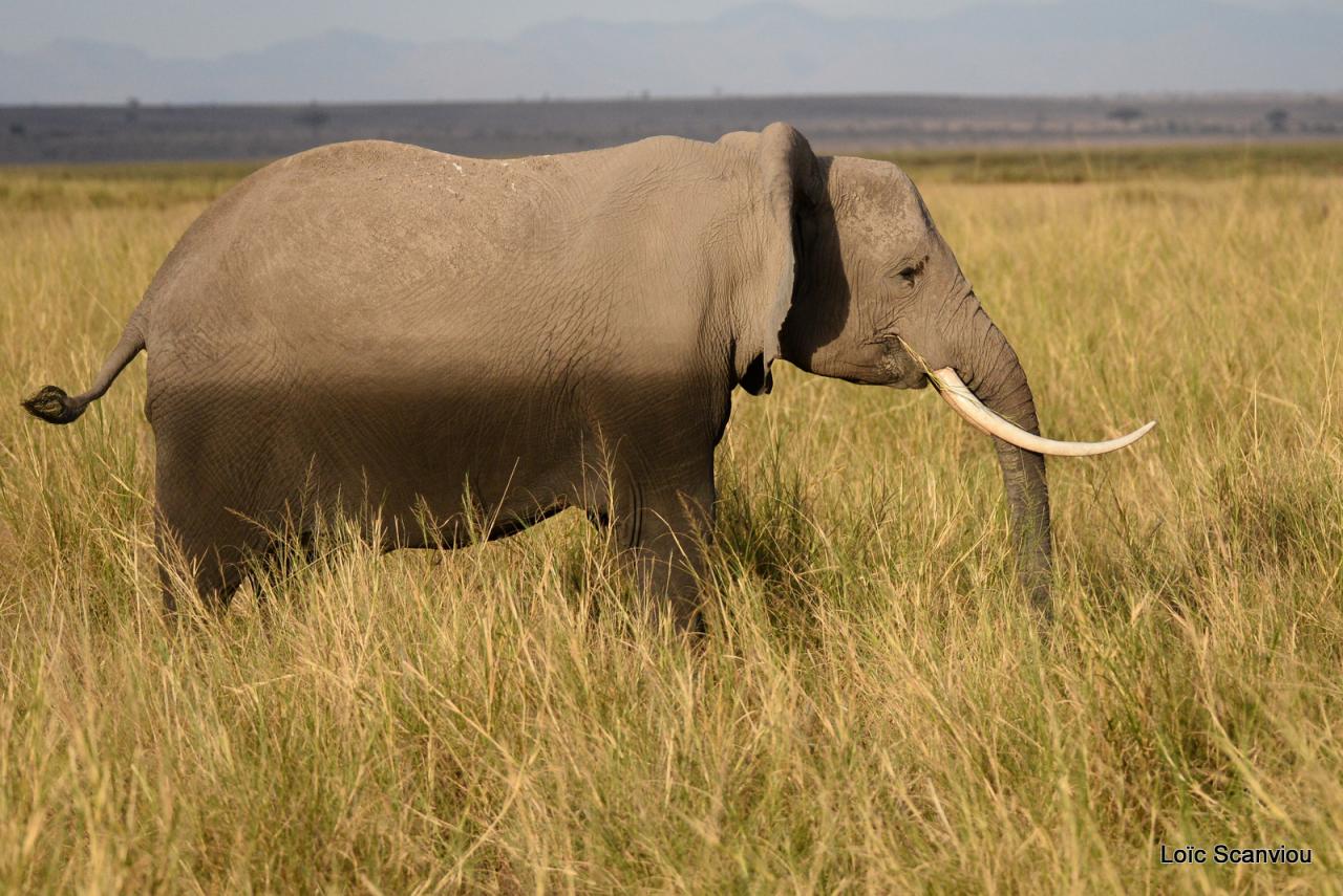Eléphant (25)