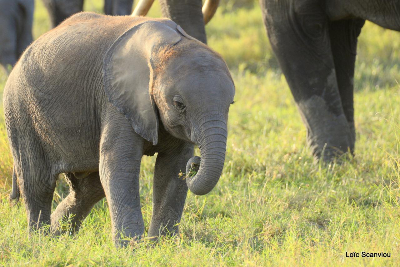 Eléphant (26)