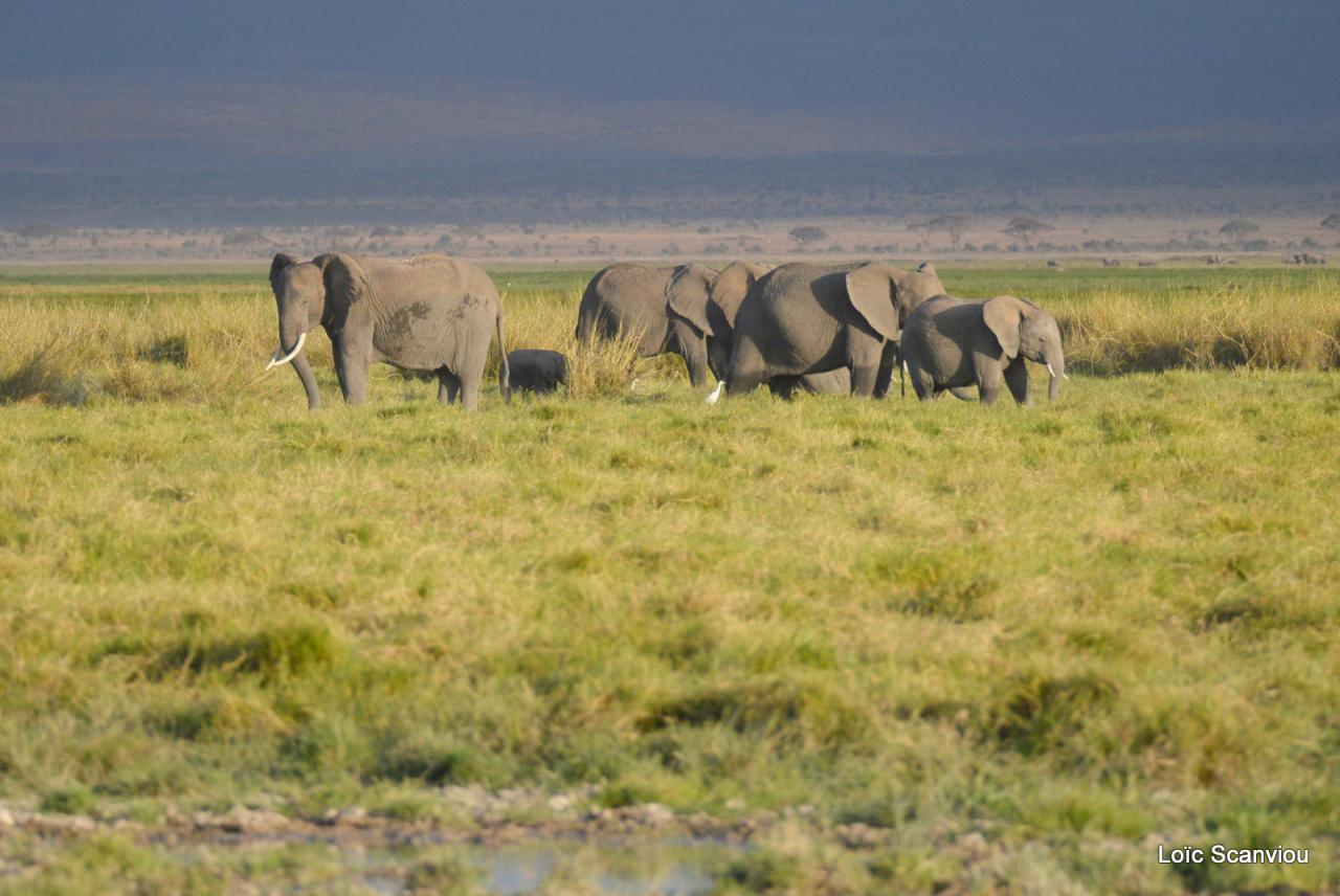 Eléphant (27)