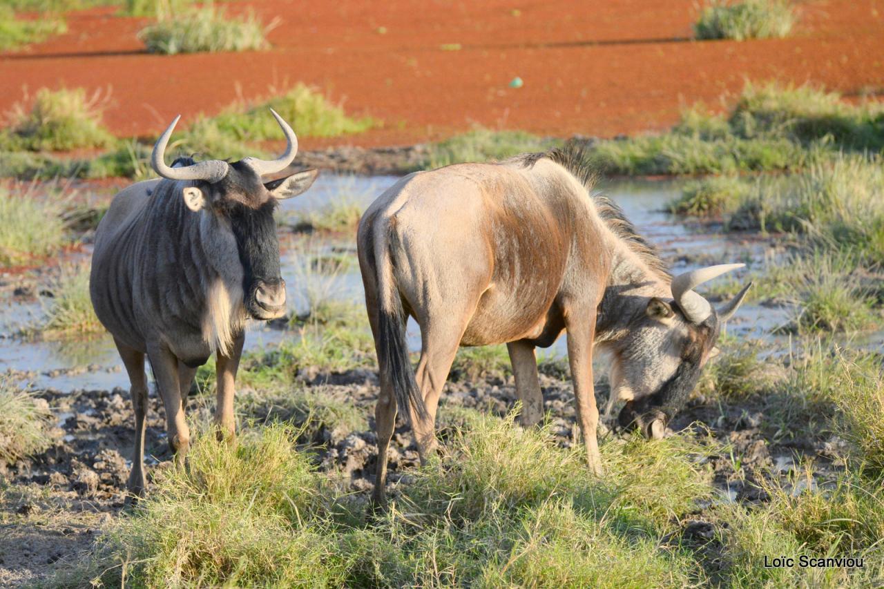 Gnou/Wildebeest (2)