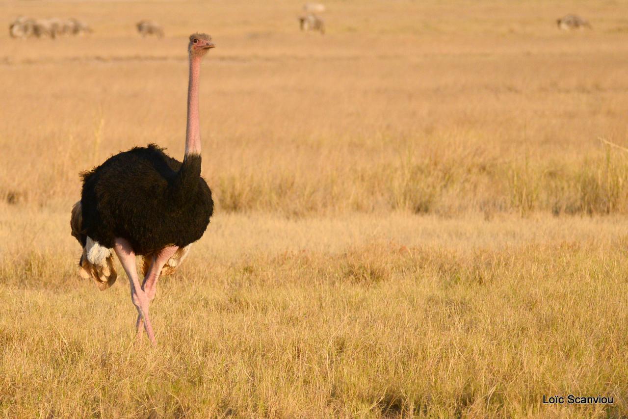 Autruche/Ostrich (4)