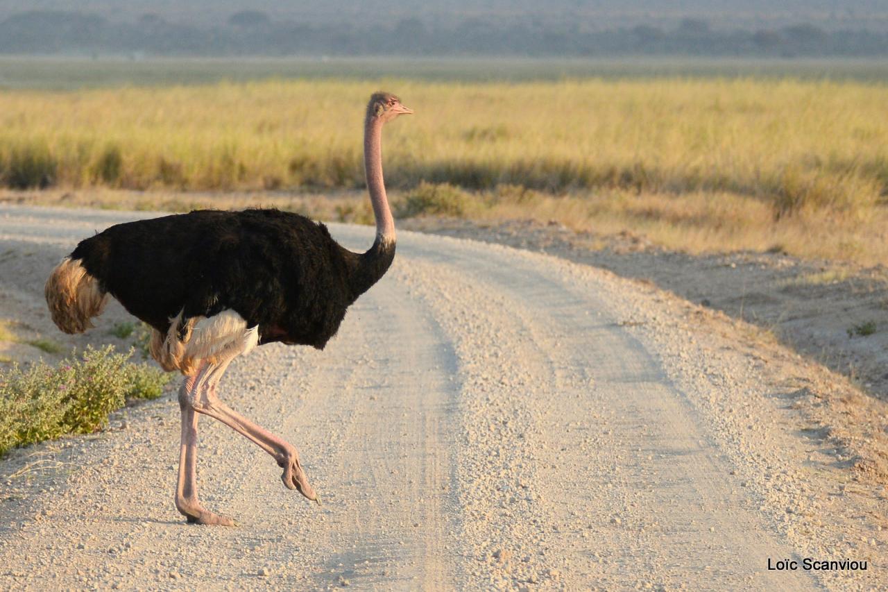 Autruche/Ostrich (5)