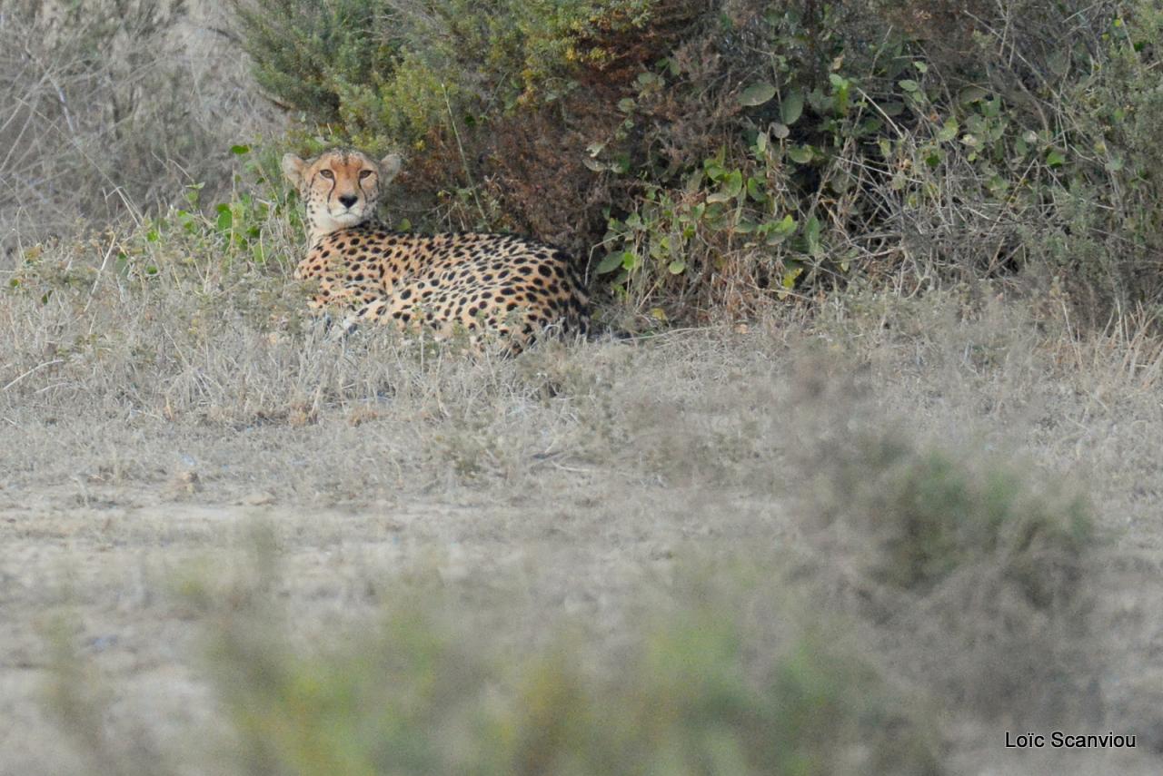 Guépard/Cheetah (1)