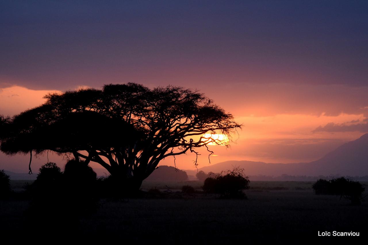 Amboseli (4)
