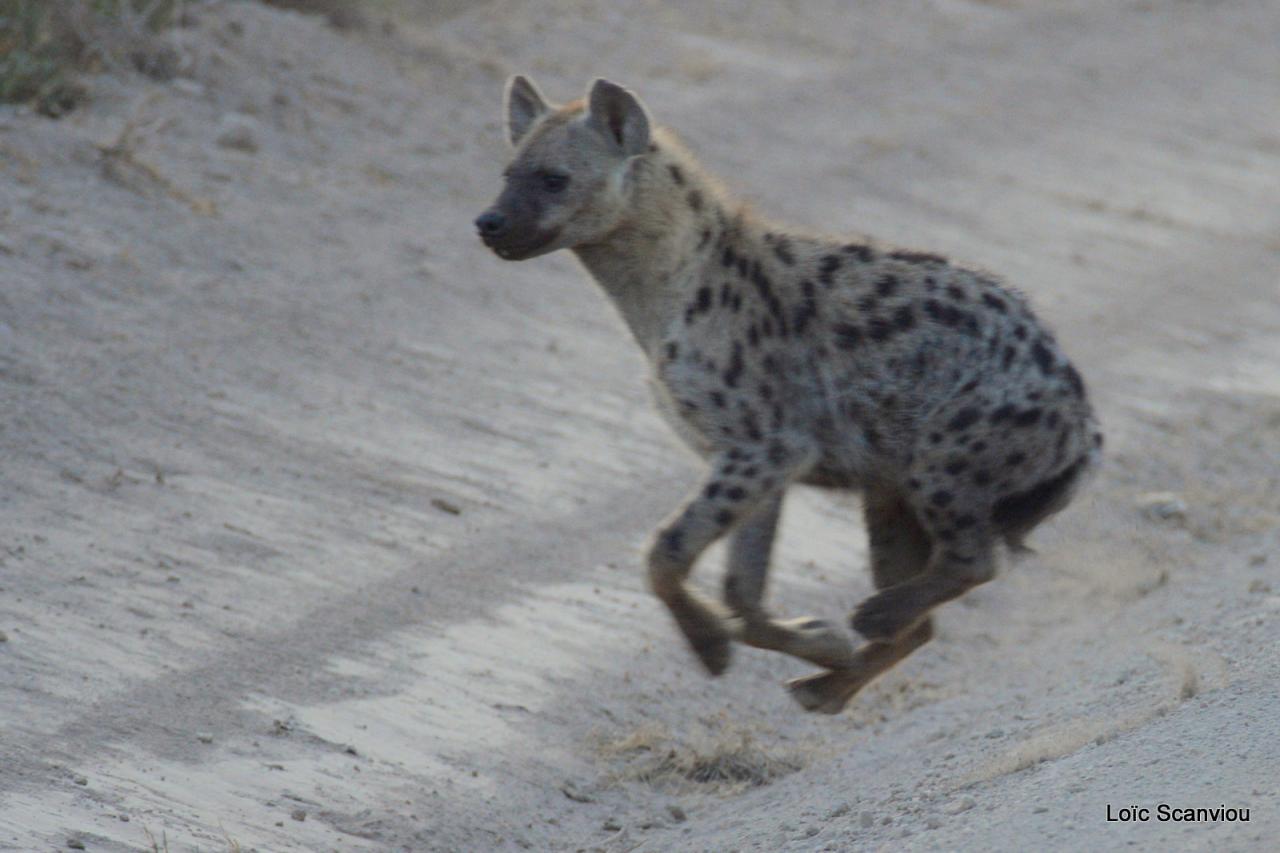 Hyène tachetée/Spotted Hyena (1)