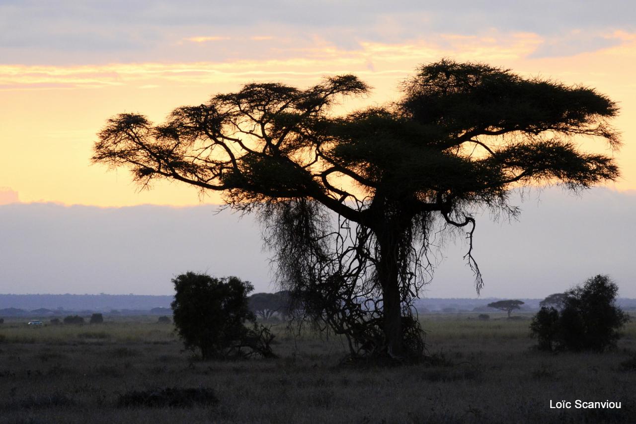 Amboseli 2016 (78)